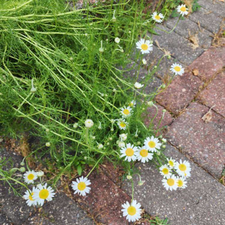 plant image 1672733 plant image 1672733