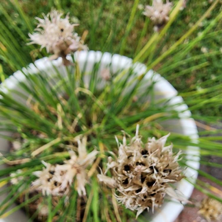 plant image 1672739 plant image 1672739