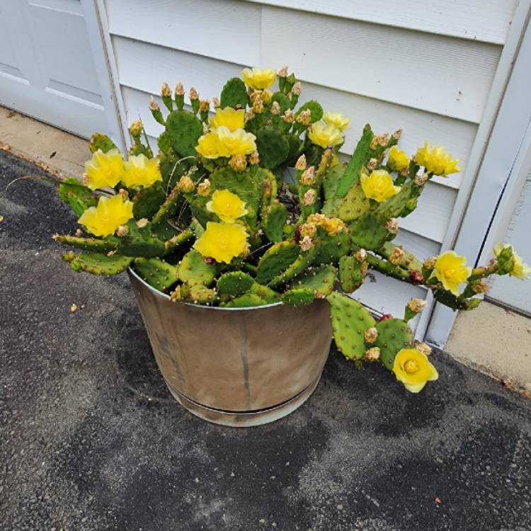 plant image 1672741 plant image 1672741