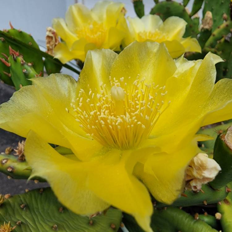 plant image 1672742 plant image 1672742
