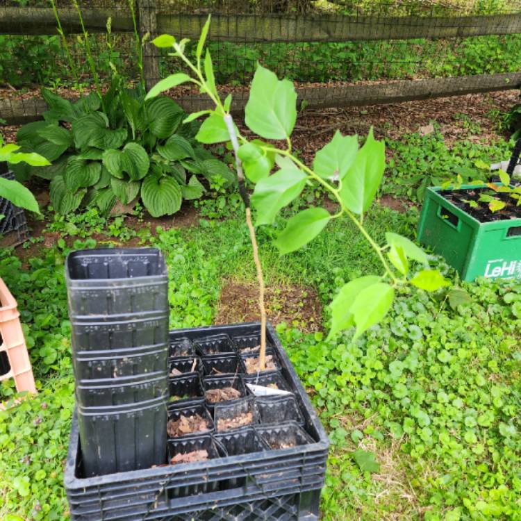 plant image 1676464 plant image 1676464