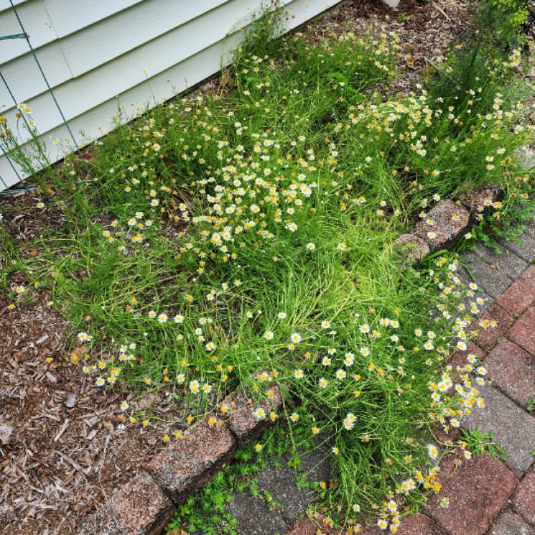 plant image 1676466 plant image 1676466