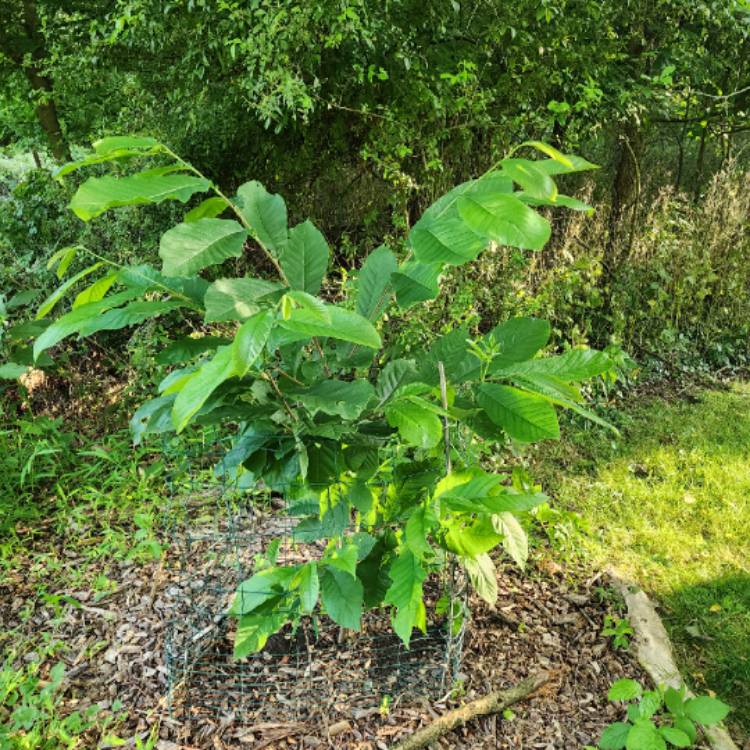 plant image 1677051 plant image 1677051