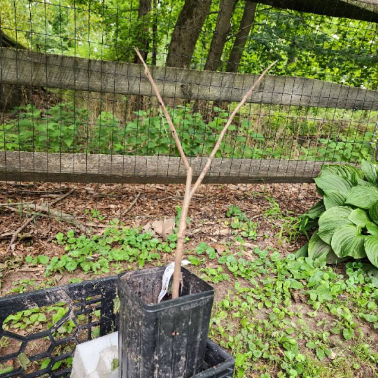 plant image 1677054 plant image 1677054
