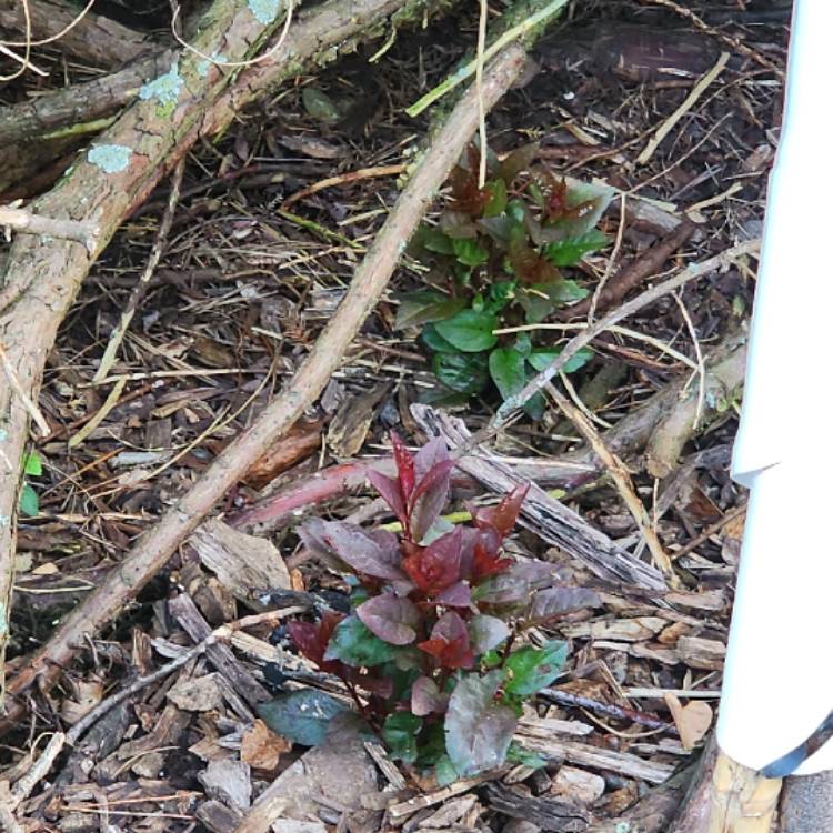 plant image 1677892 plant image 1677892