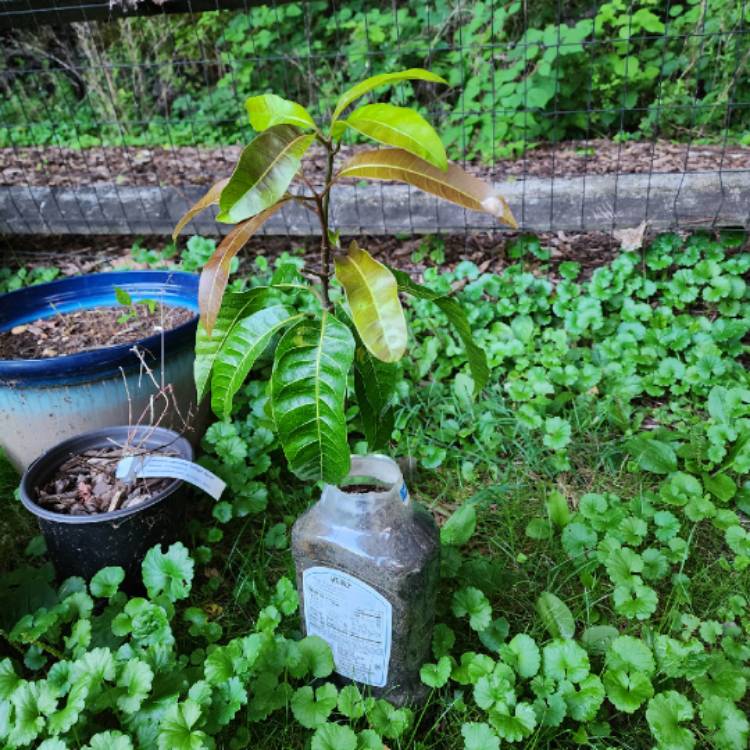 plant image 1679918 plant image 1679918