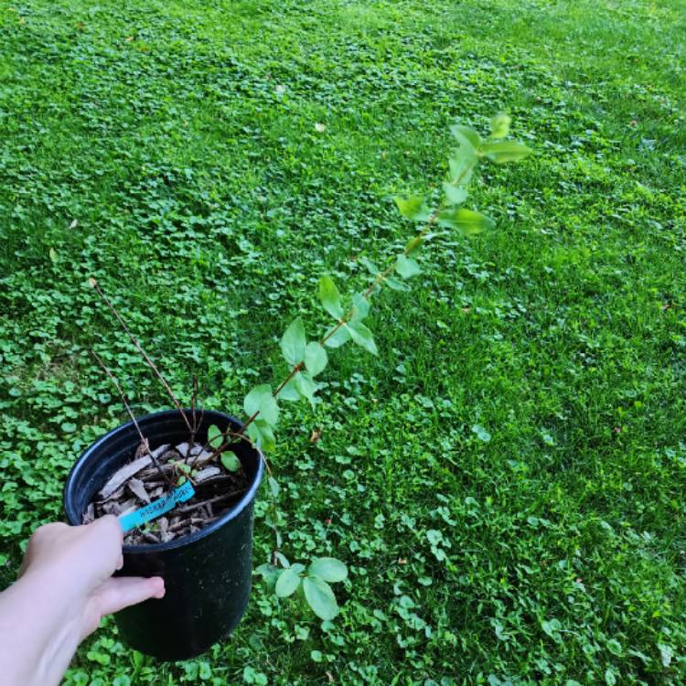 plant image 1679921 plant image 1679921