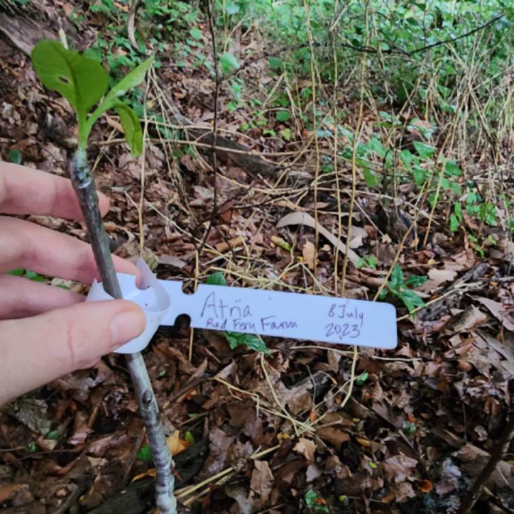 plant image 1680243 plant image 1680243