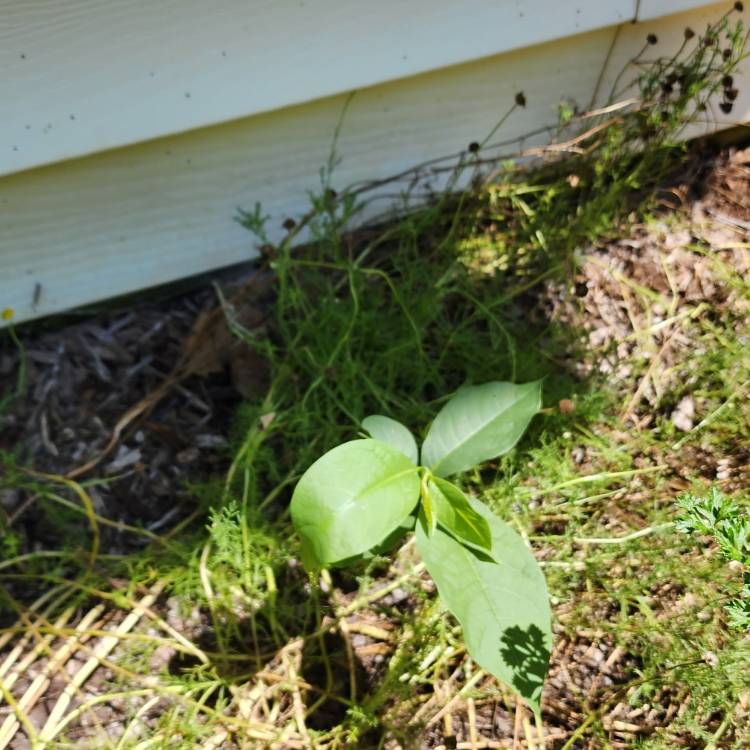plant image 1680934 plant image 1680934