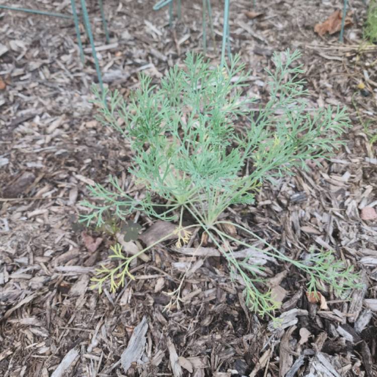 plant image 1684085 plant image 1684085
