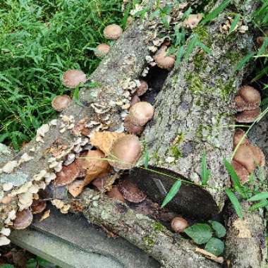 Shiitake Mushroom