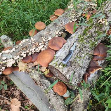 Shiitake Mushroom