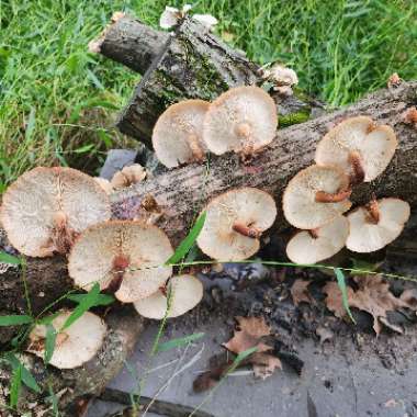 Shiitake Mushroom