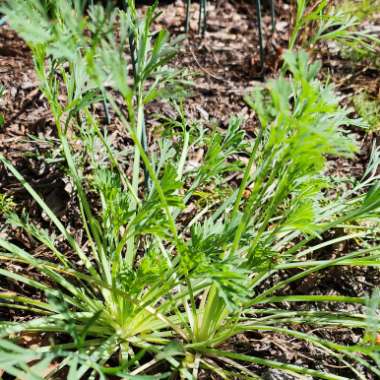 Eschscholzia californica