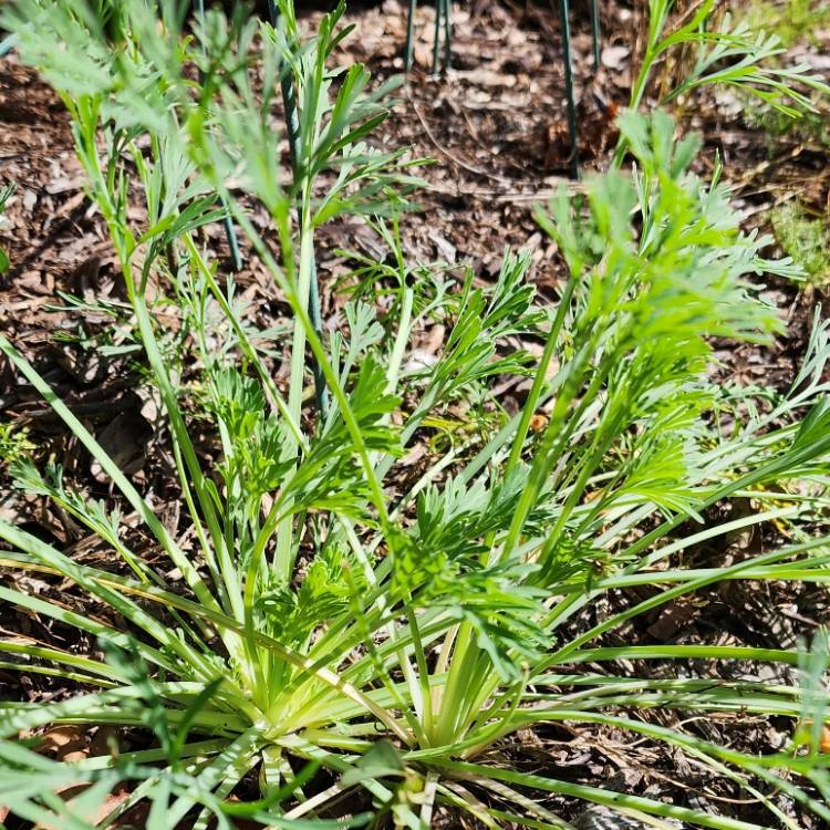 plant image 1690123 plant image 1690123