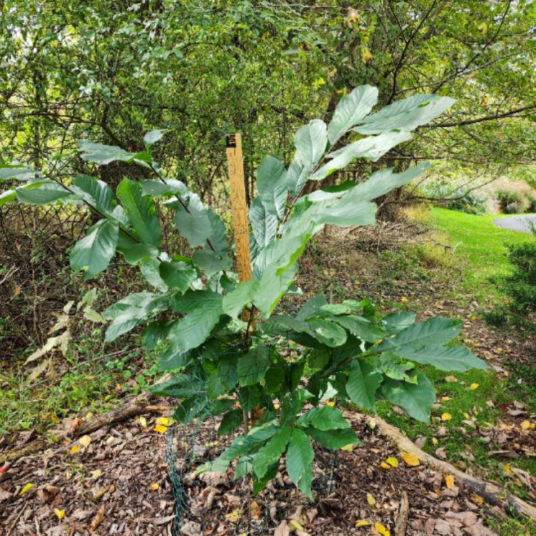 plant image 1691377 plant image 1691377
