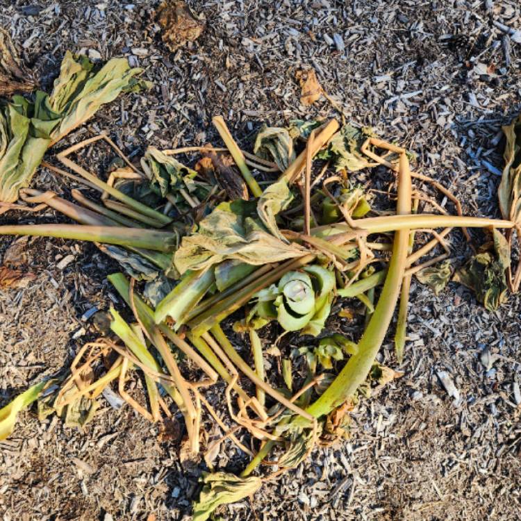 plant image 1693471 plant image 1693471