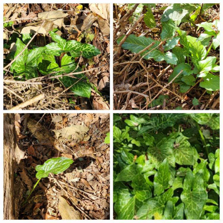 Plant image Arum italicum