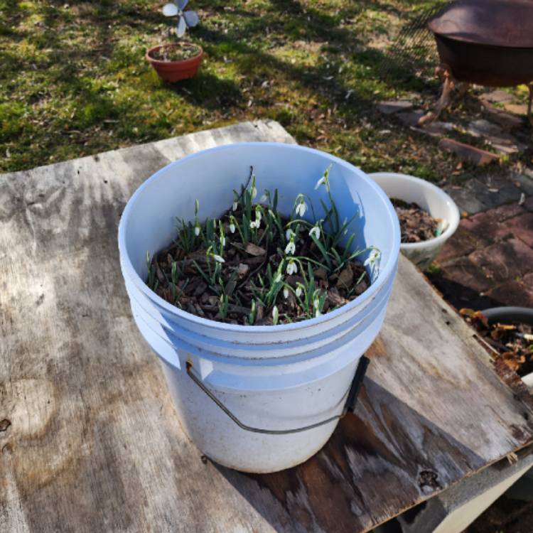 plant image 1700335 plant image 1700335