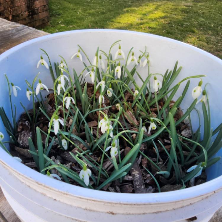 plant image 1701008 plant image 1701008