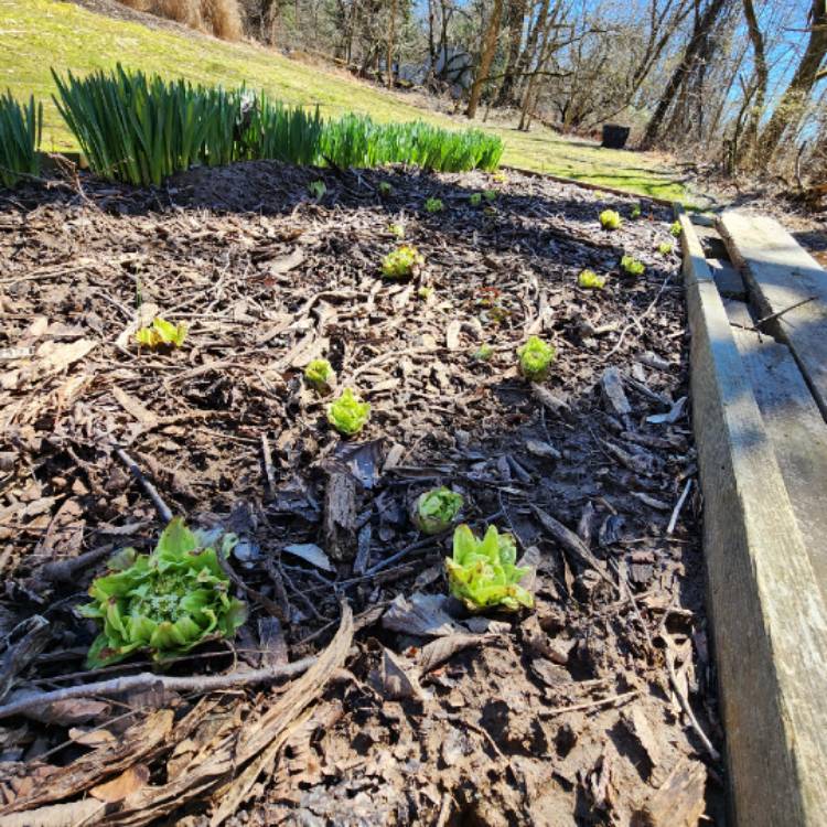 plant image 1701010 plant image 1701010