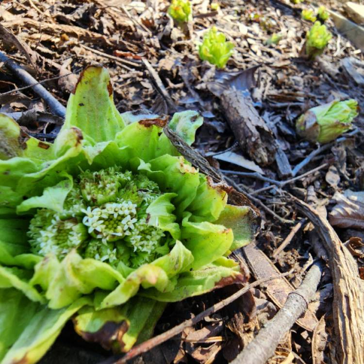 plant image 1701011 plant image 1701011