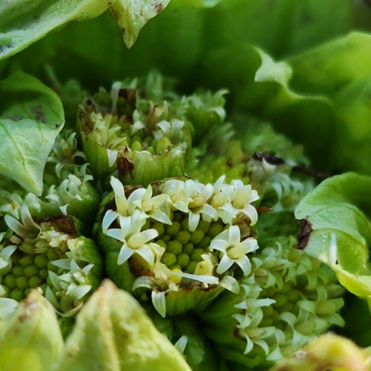 plant image 1701012 plant image 1701012