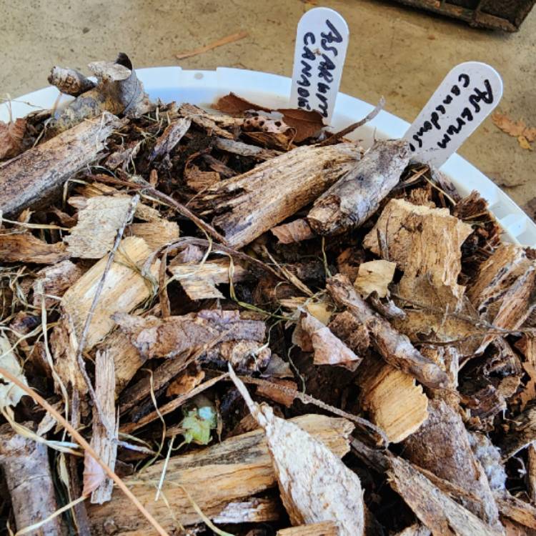 plant image 1703179 plant image 1703179
