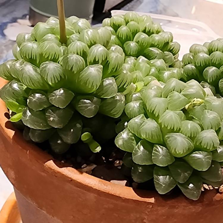 plant image 1703294 plant image 1703294