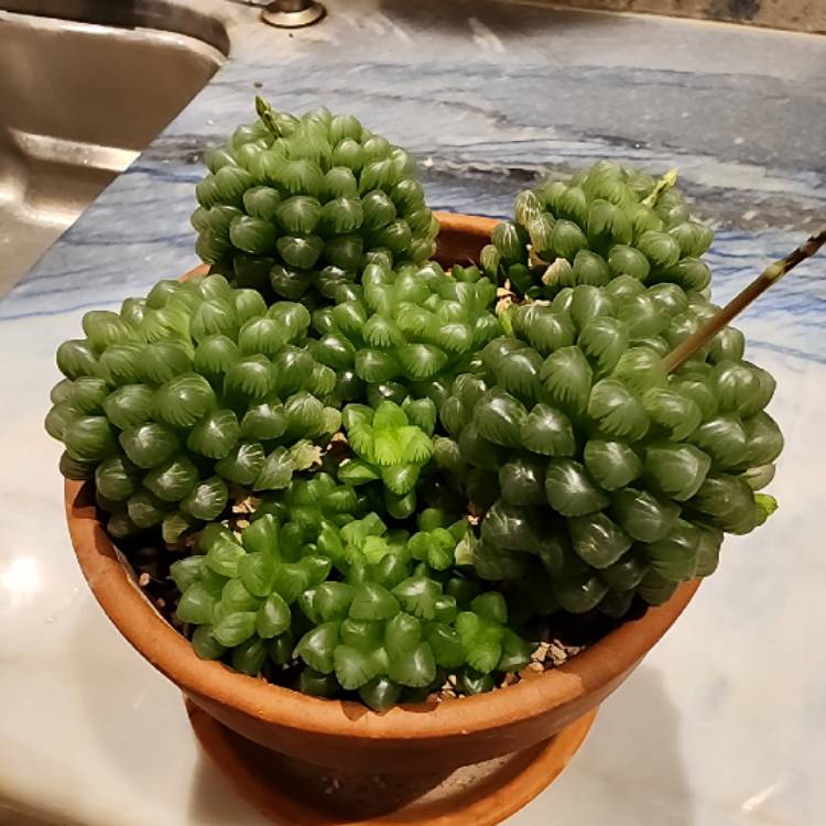 plant image 1703295 plant image 1703295