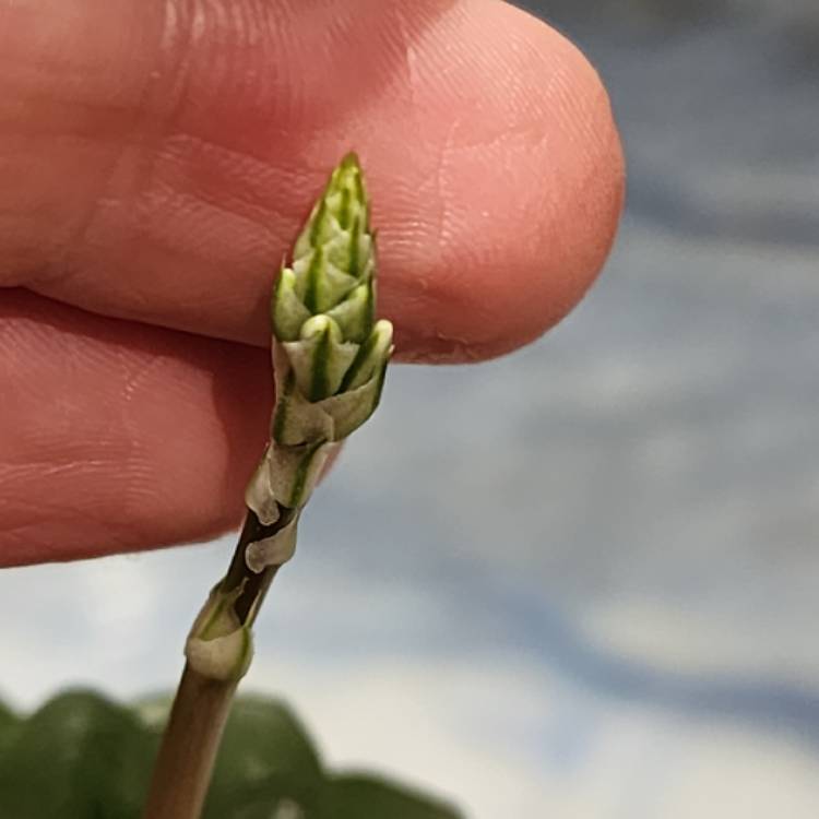 plant image 1703296 plant image 1703296