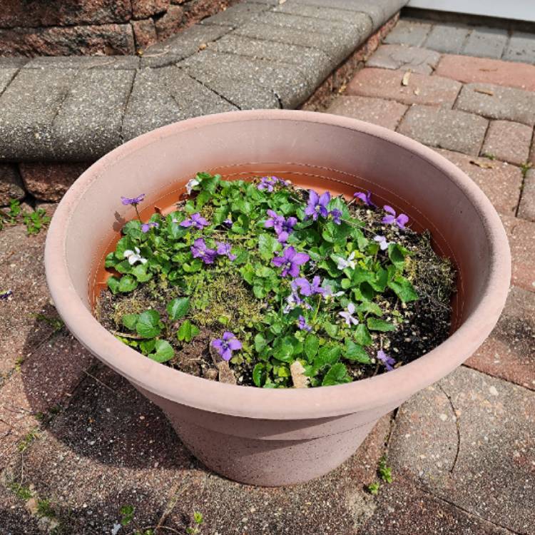plant image 1705055 plant image 1705055
