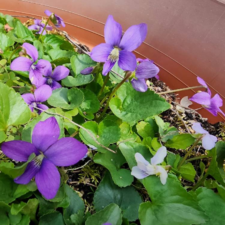 plant image 1705056 plant image 1705056