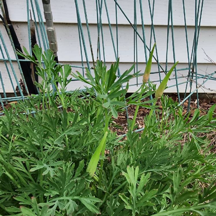 plant image 1705058 plant image 1705058