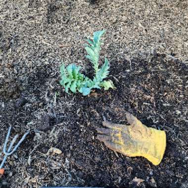 Cynara cardunculus syn. Cynara cardunculus Cardoon
