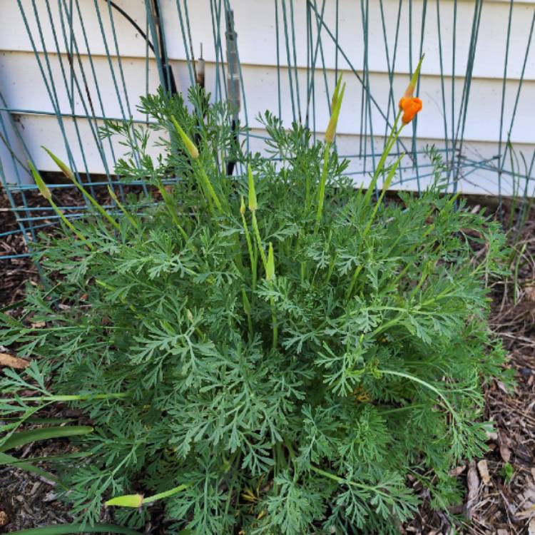 plant image 1705480 plant image 1705480