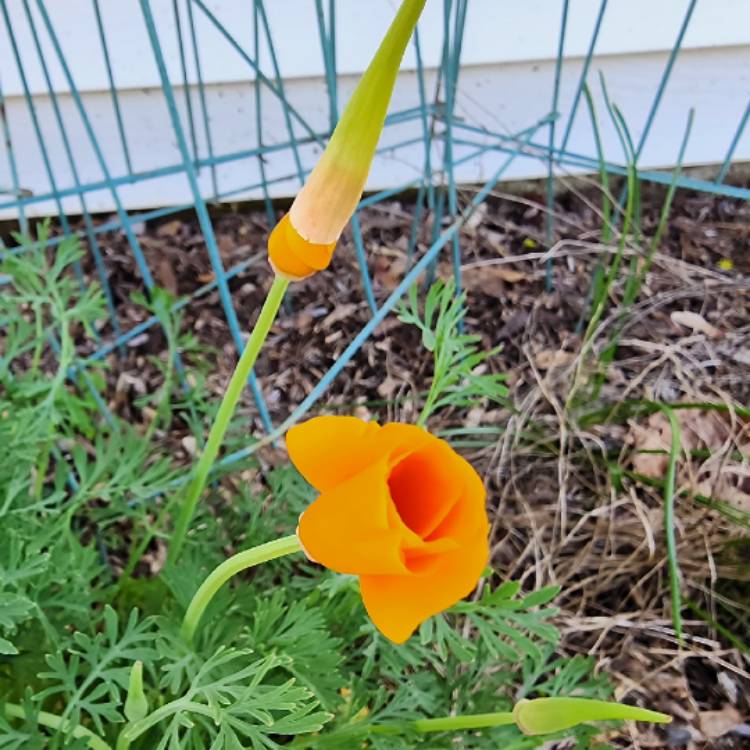 plant image 1705481 plant image 1705481