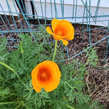Eschscholzia californica