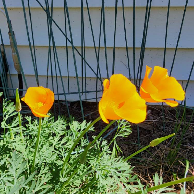 plant image 1705816 plant image 1705816