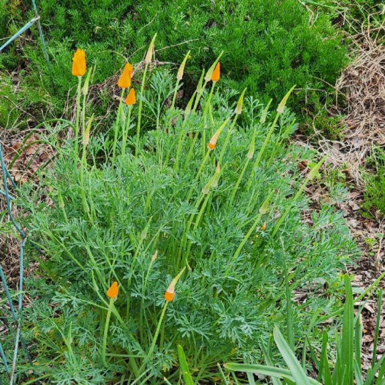 plant image 1705929 plant image 1705929