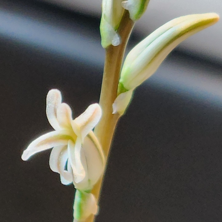 plant image 1705931 plant image 1705931