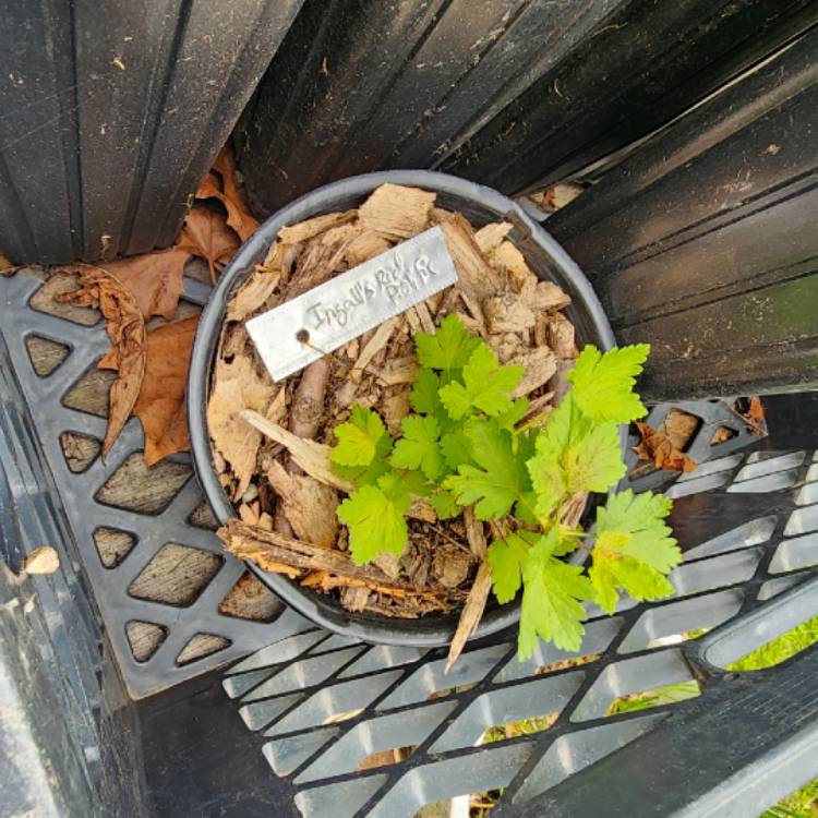 plant image 1706216