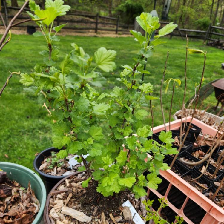 plant image 1706217