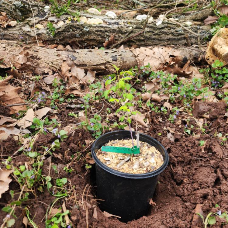 plant image 1706512