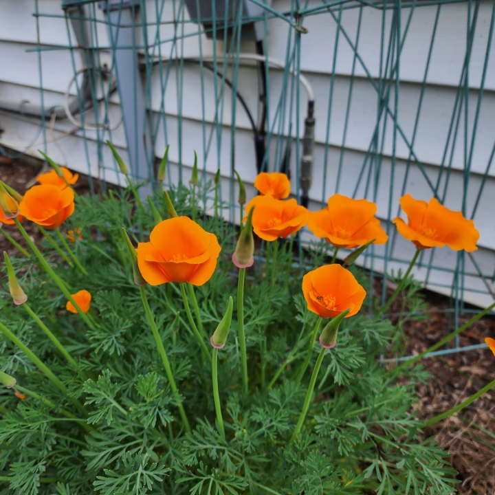 plant image 1706527 plant image 1706527