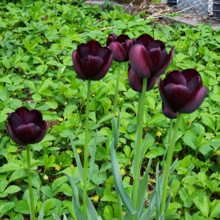 plant image 1706528