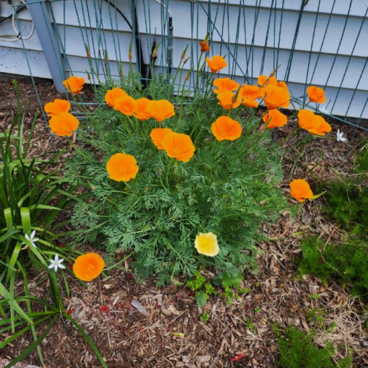 plant image 1707372 plant image 1707372