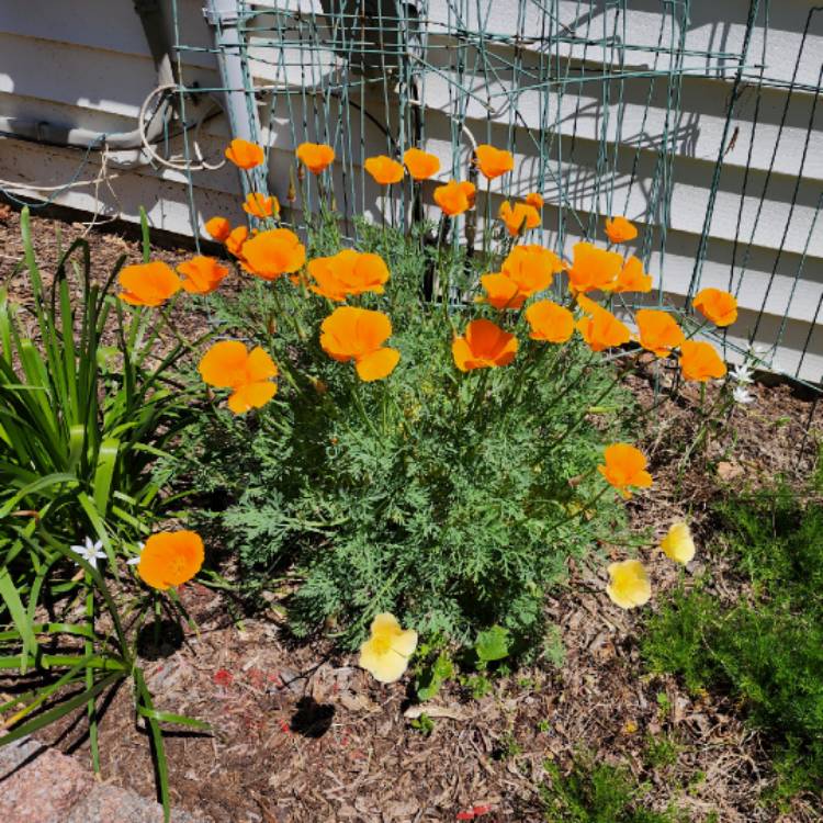 plant image 1707373 plant image 1707373