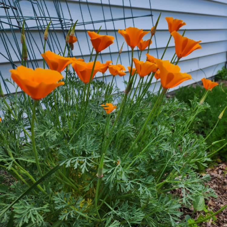 plant image 1707376 plant image 1707376
