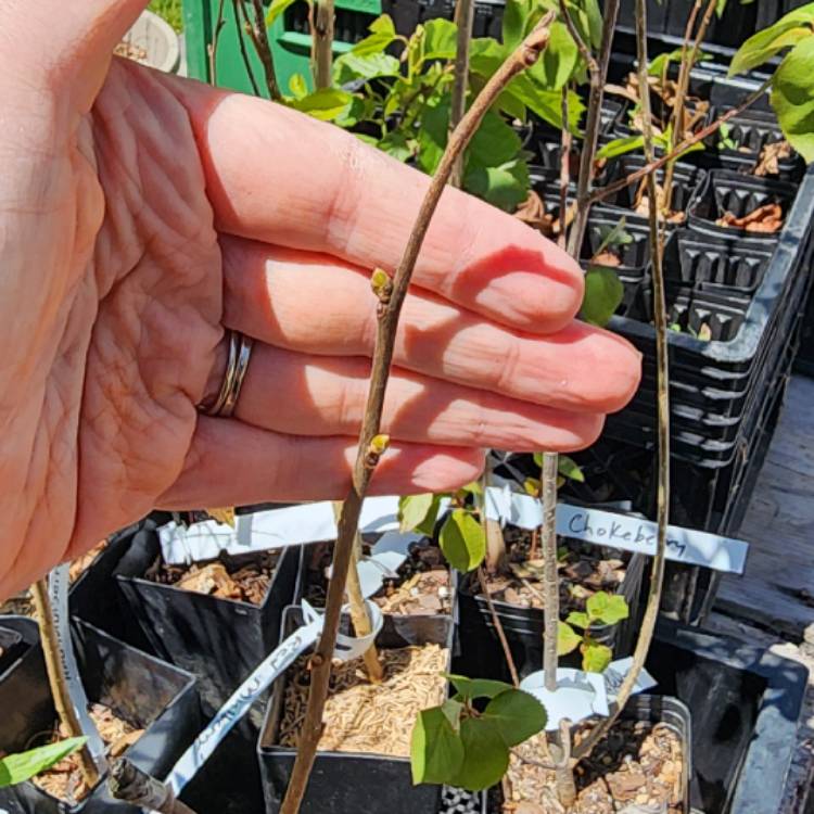 Plant image Diospyros Kaki